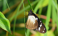 Crow Butterfly (Euploea sp.)